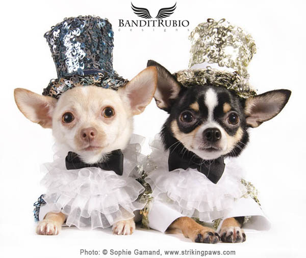 Bogie and Kimba wearing their Puttin' On The Ritz outfits by Anthony Rubio