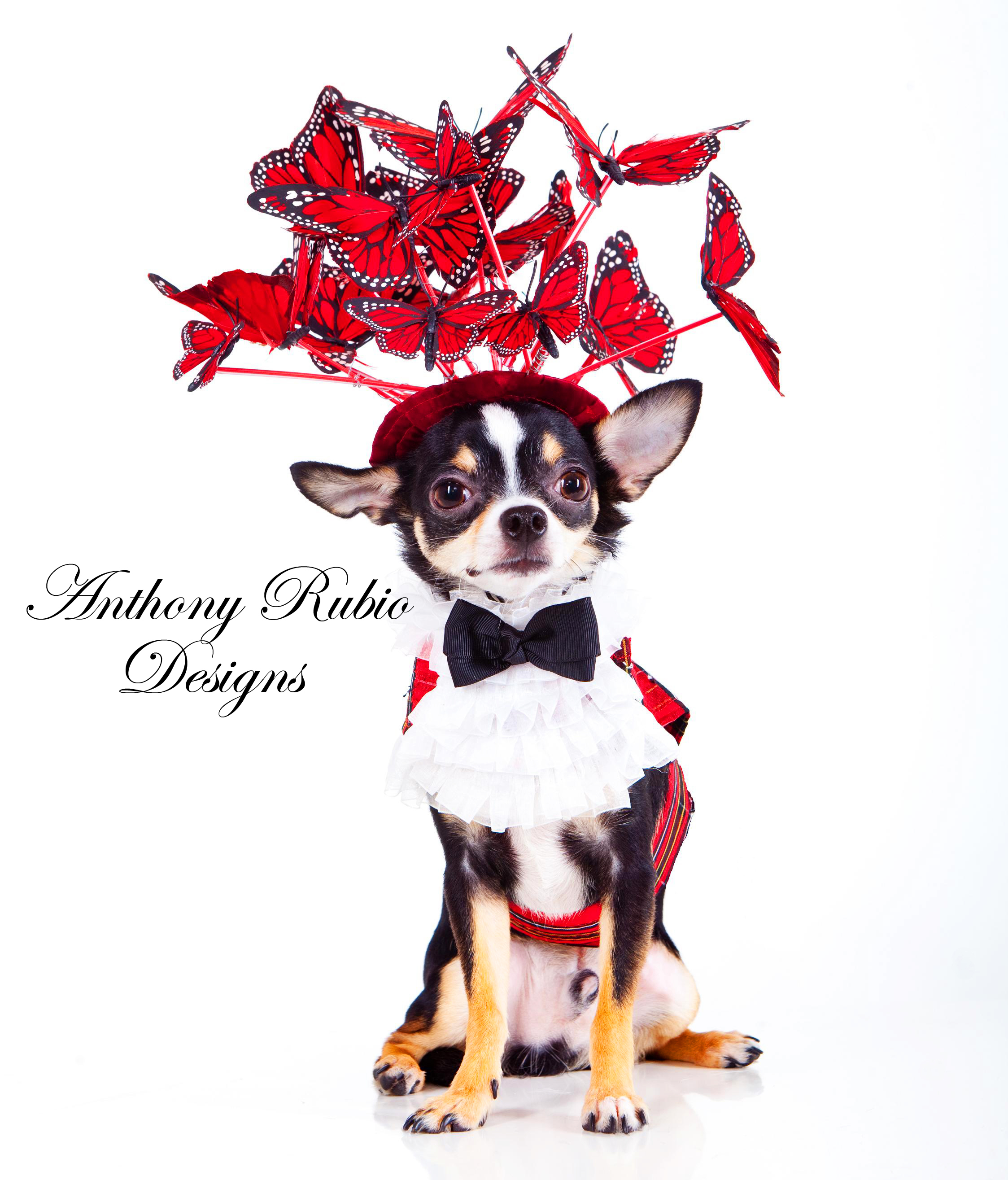 The Butterfly Hat by Anthony Rubio