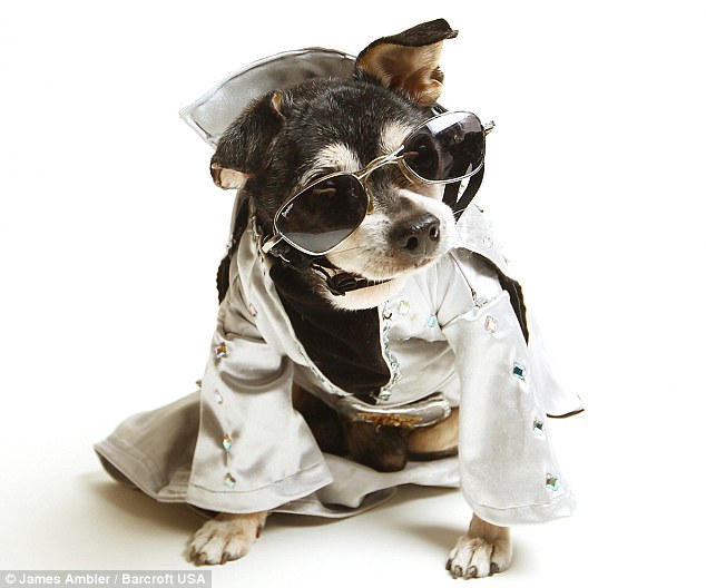 Anthony Rubio's The King