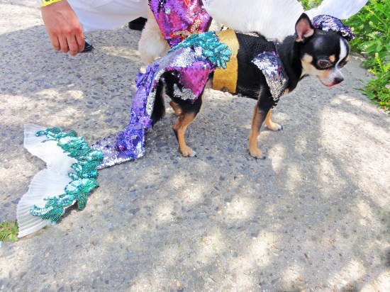 Bogie at 2013 Coney Island Mermaid Parade
