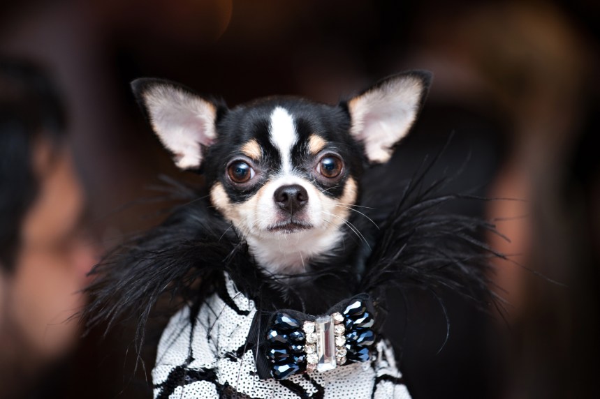 Bogie at New Rochelle Humane Society's annual Paws for A Heart Gala