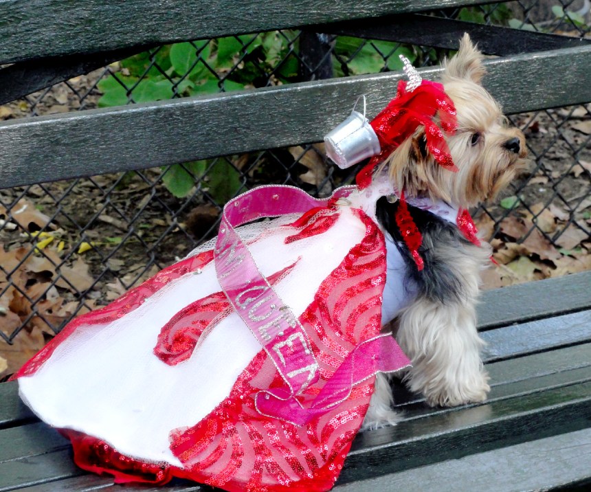 Millie LaRue as Carrie by Anthony Rubio Designs    (Photo by Robb)