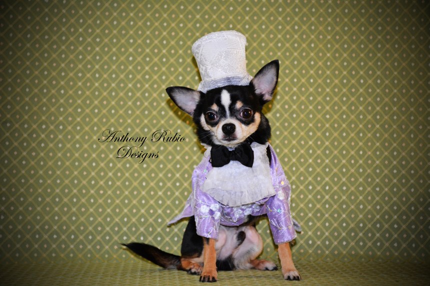 Bogie is wearing Anthony Rubio Designs