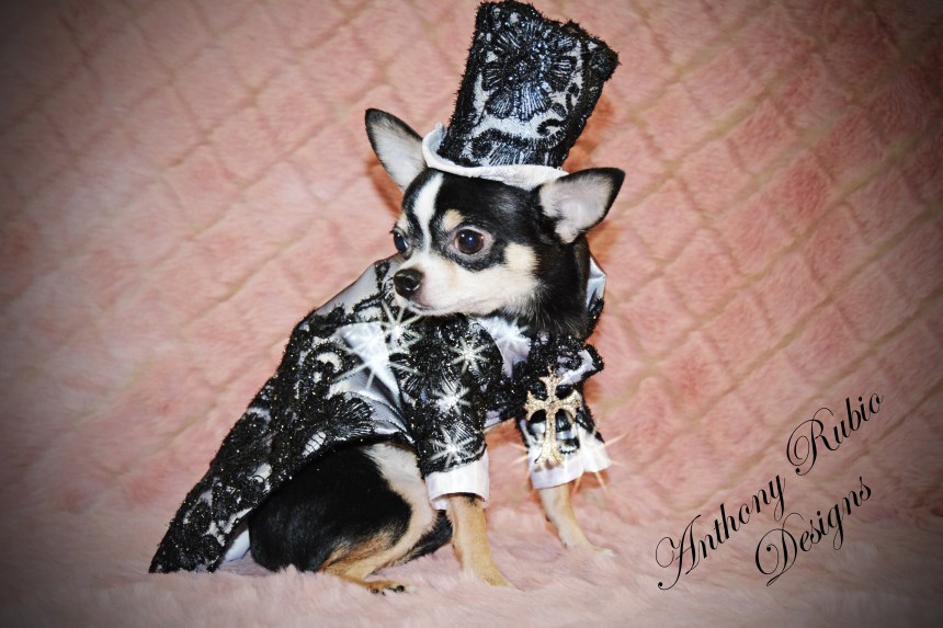 Bogie is wearing black lace over white satin tuxedo and top hat by Anthony Rubio. 