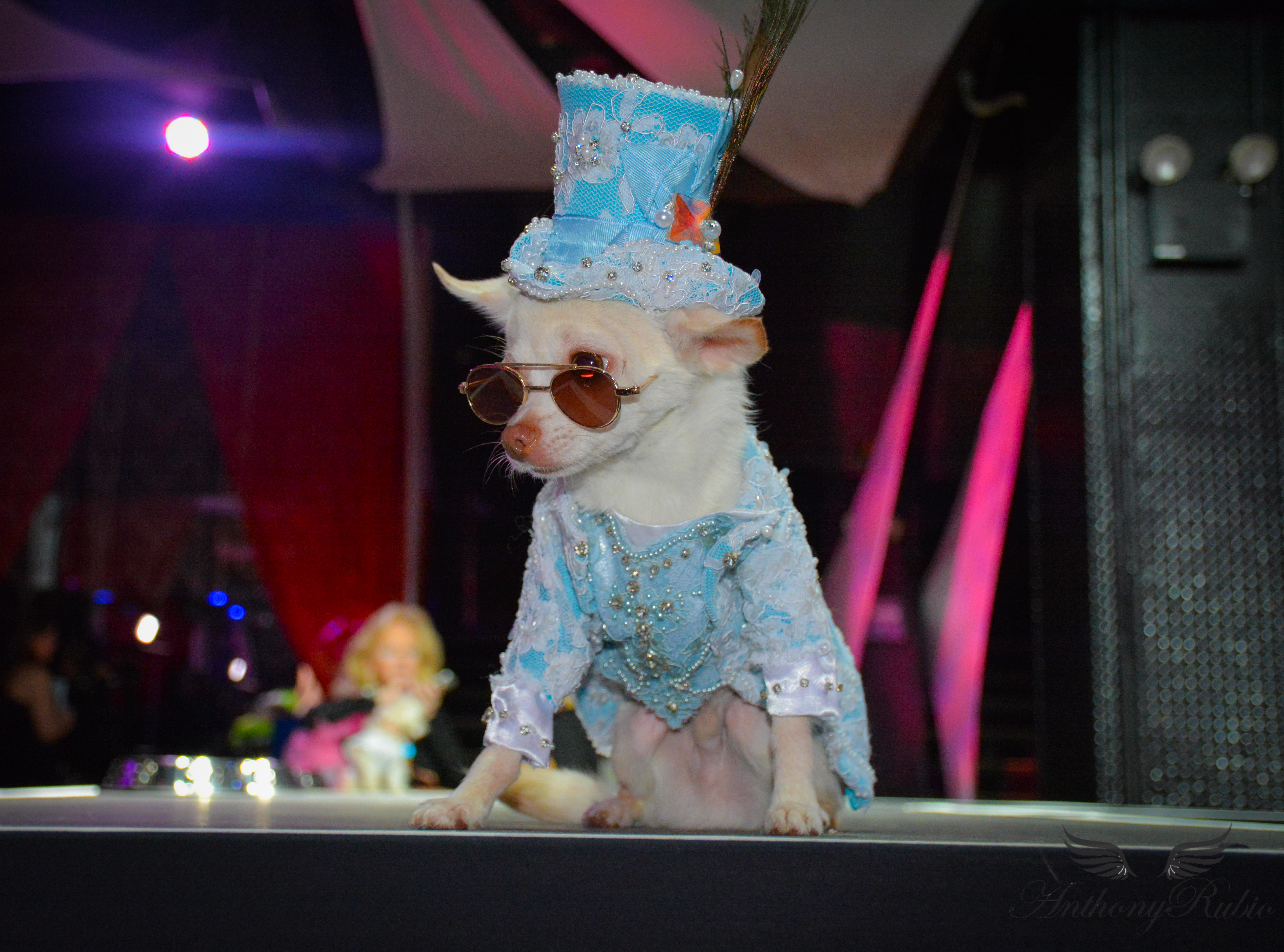 Chihuahua Kimba wearing Anthony Rubio Designs