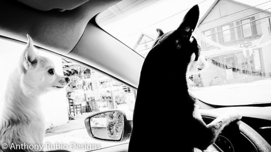 Anthony Rubio's Chihuahuas Bogie & Kimba Behind The Wheel