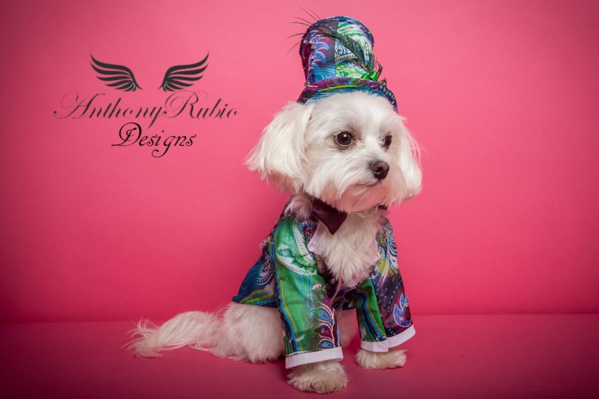 Maltese Jagger wearing Anthony Rubio Designs (Photo by Yoni Levy)