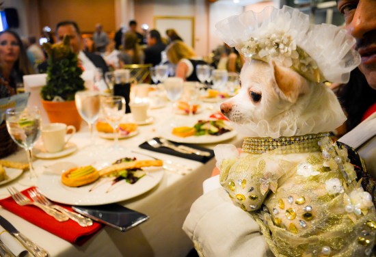 Anthony Rubio attends New Rochelle Humane Society's Paws For A Heart 2014 Gala 