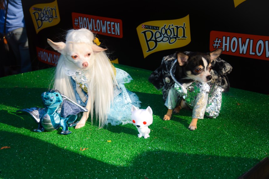 Anthony Rubio with Bogie and Kimba in Games Of Thrones Halloween Dog Costumes at Tompkins Square Park Halloween Dog Parade 2014