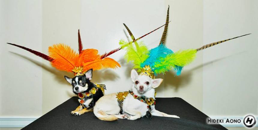 Chihuahuas Bogie and Kimba in their Aztec Halloween Costumes by Anthony Rubio