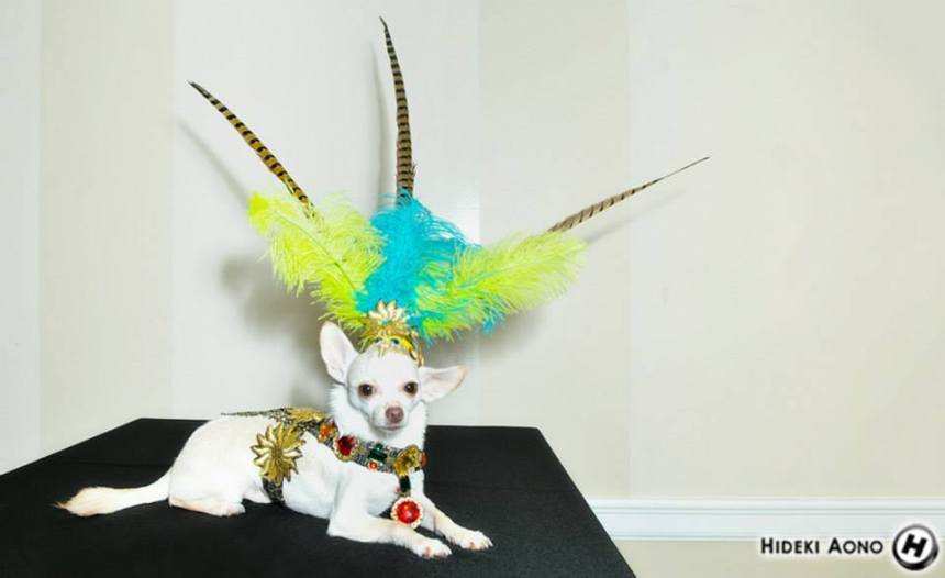 Chihuahua Kimba in his Aztec Halloween Costumes by Anthony Rubio Designs