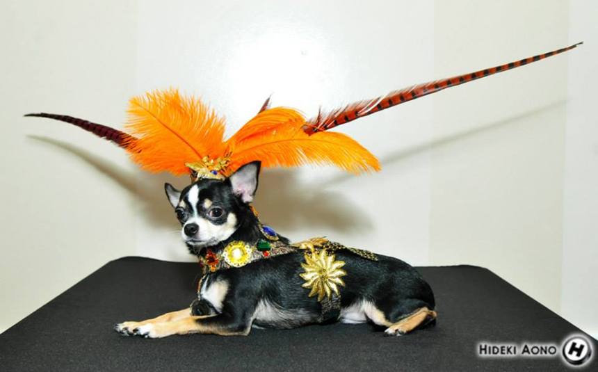 Chihuahua Bogie in his Aztec Halloween Costumes by Anthony Rubio Designs
