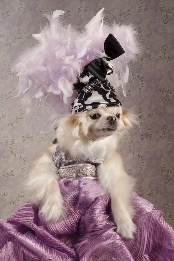 Anthony Rubio created couture canine fashion for Dog-Vogue photo series.
