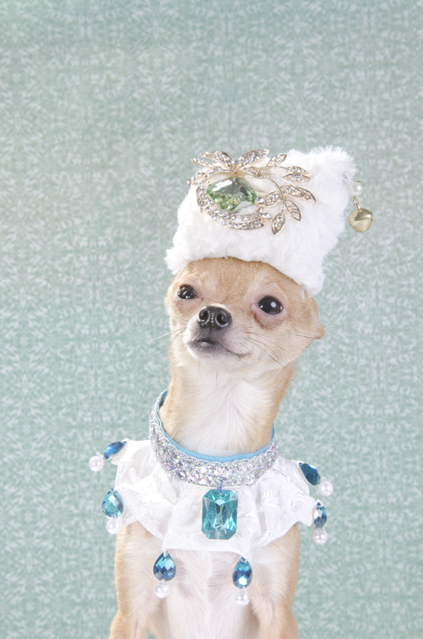 Anthony Rubio created couture canine fashion for Dog-Vogue photo series.