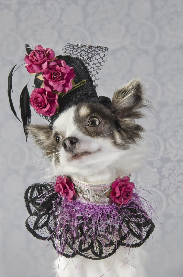 Anthony Rubio created couture canine fashion for Dog-Vogue photo series.
