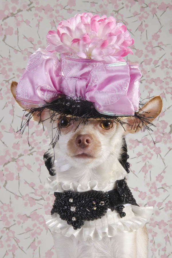 Anthony Rubio created couture canine fashion for Dog-Vogue photo series.