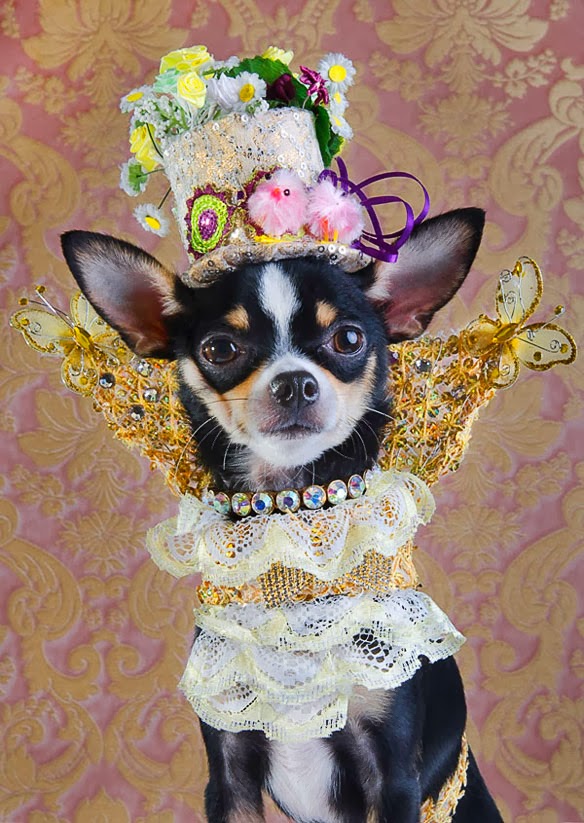 Anthony Rubio created couture canine fashion for Dog-Vogue photo series with Chihuahua Bogie