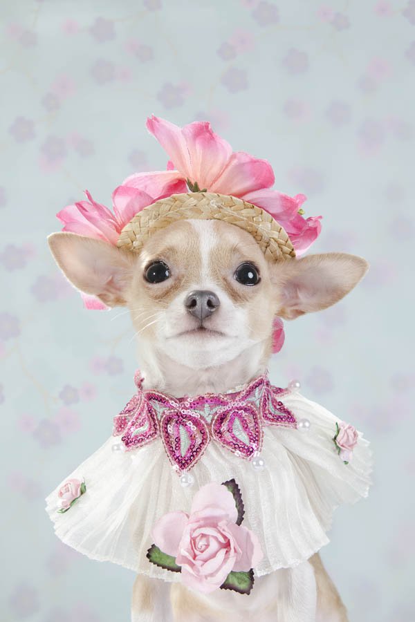 Anthony Rubio created couture canine fashion for Dog-Vogue photo series.