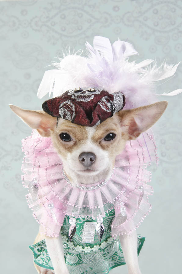 Anthony Rubio created couture canine fashion for Dog-Vogue photo series.