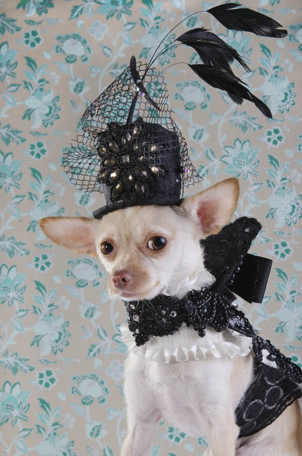 Anthony Rubio created couture canine fashion for Dog-Vogue photo series.