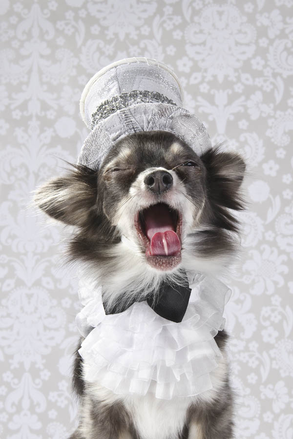Anthony Rubio created couture canine fashion for Dog-Vogue photo series.