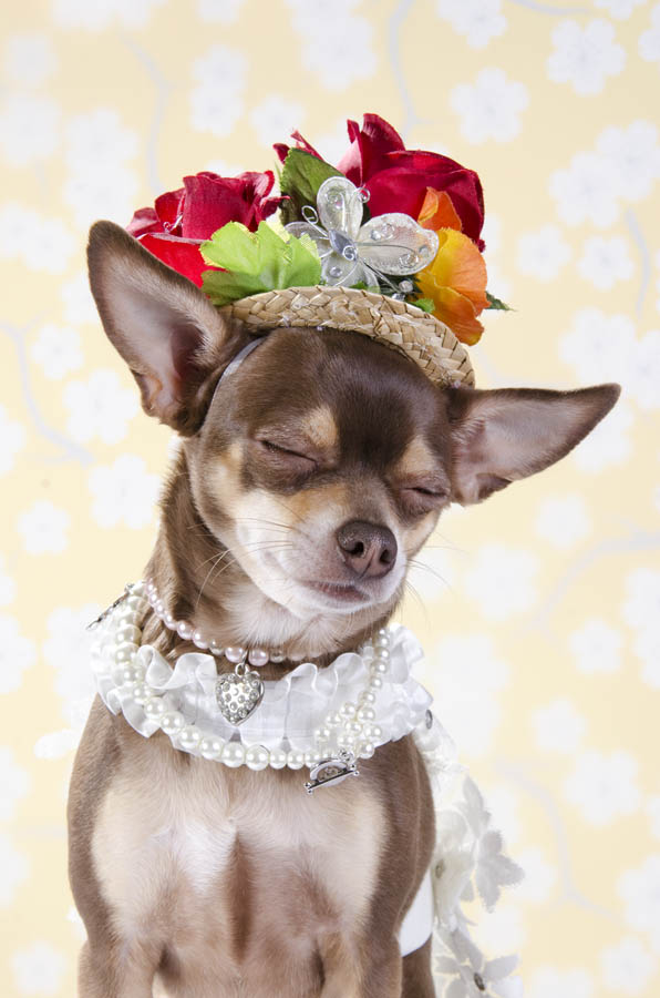 Anthony Rubio created couture canine fashion for Dog-Vogue photo series.