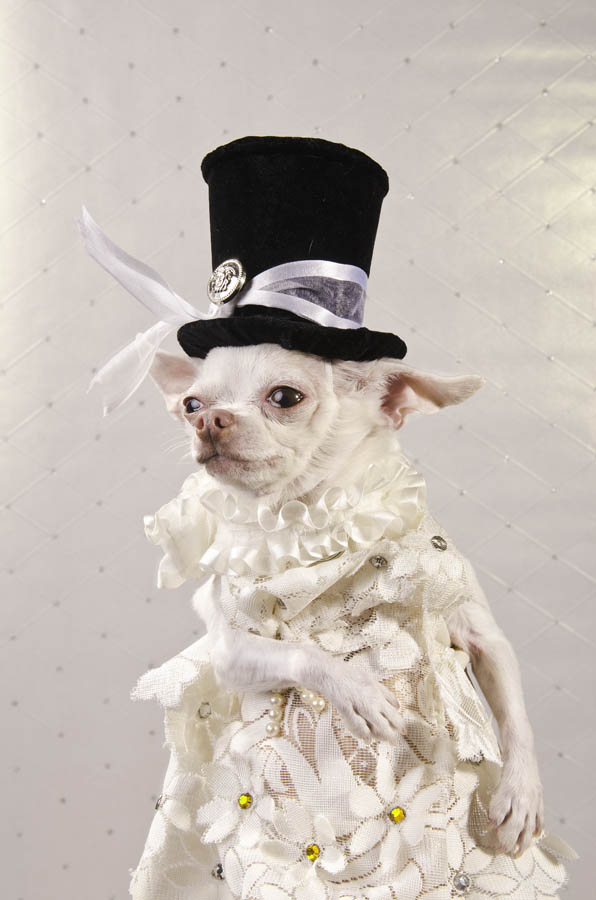 Anthony Rubio created couture canine fashion for Dog-Vogue photo series.