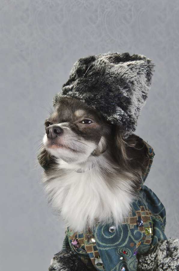 Anthony Rubio created couture canine fashion for Dog-Vogue photo series.