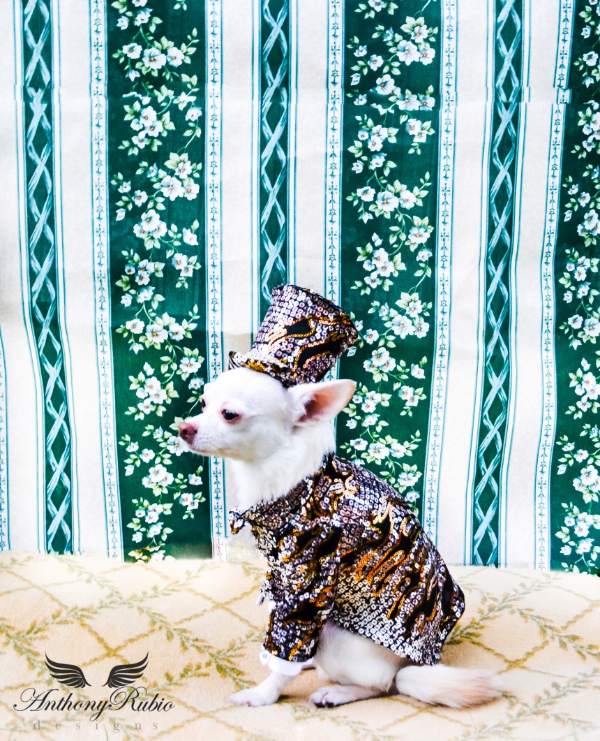 Chihuahua Kimba's Attempt To Break The Internet in his Anthony Rubio Designs