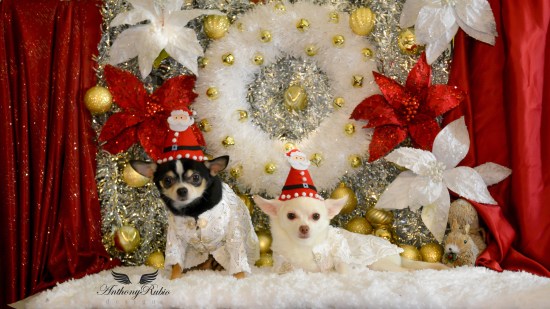 Merry Christmas from Anthony Rubio Designs