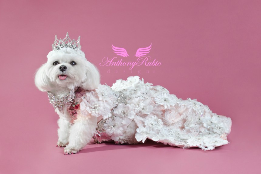 Best Dressed Dog Award winner Maltese Bella Mia's Crown Jewels  Creation by Anthony Rubio (Photo By StrikingPaws)