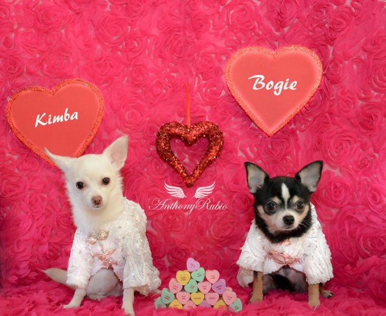 Bogie and Kimba's Valentine's card wearing Dog Fashion by Anthony Rubio 
