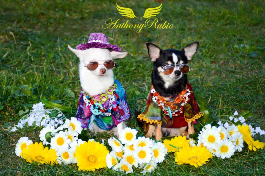 2015 New York Pet Fashion Show  featuring Chihuahuas Bogie & Kimba wearing Anthony Rubio Designs
