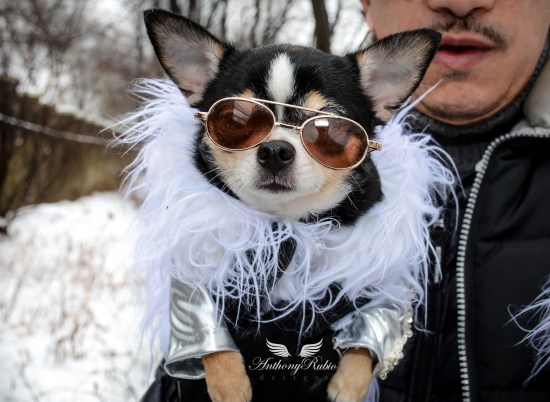 Chihuahua Bogie is wearing Nordic inspired Faux Fur trimmed coat created by Anthony Rubio. Dog Fashion.