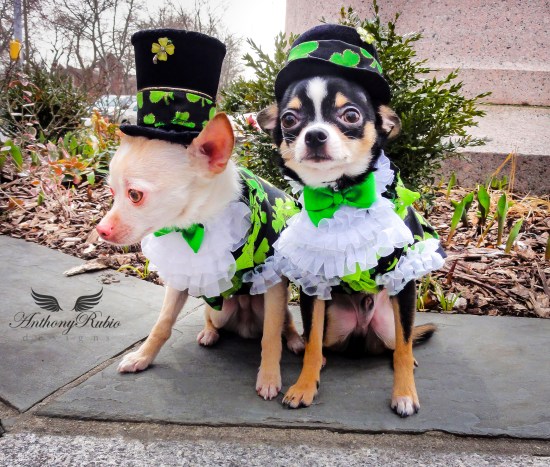 Happy St Patrick's Day! Chihuahuas Bogie and Kimba are wearing Anthony Rubio Designs.