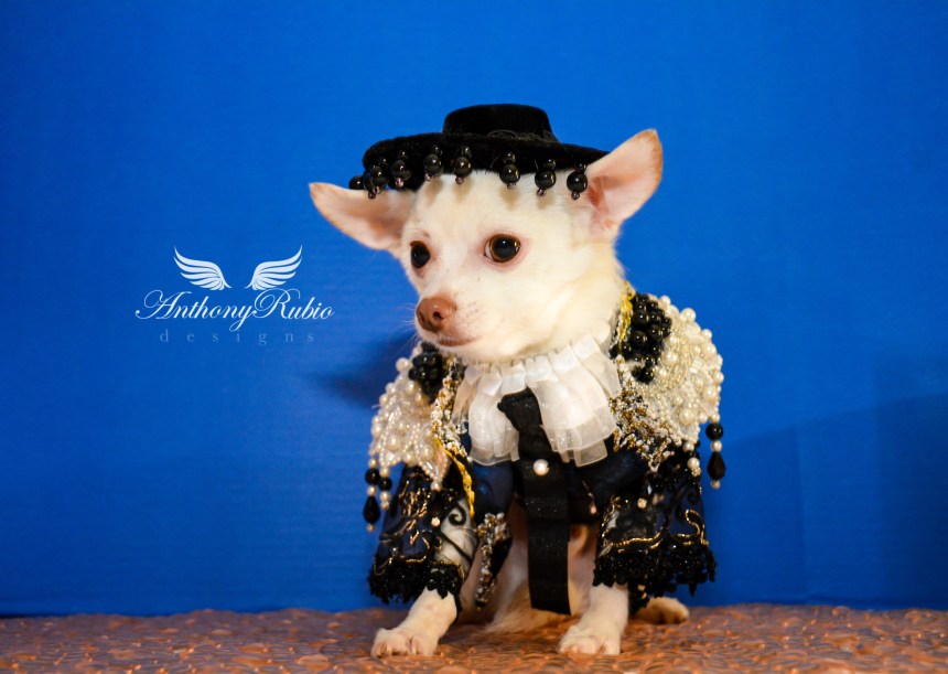 Chihuahua Kimba in Anthony Rubio Designs for Cinco De Mayo celebration.