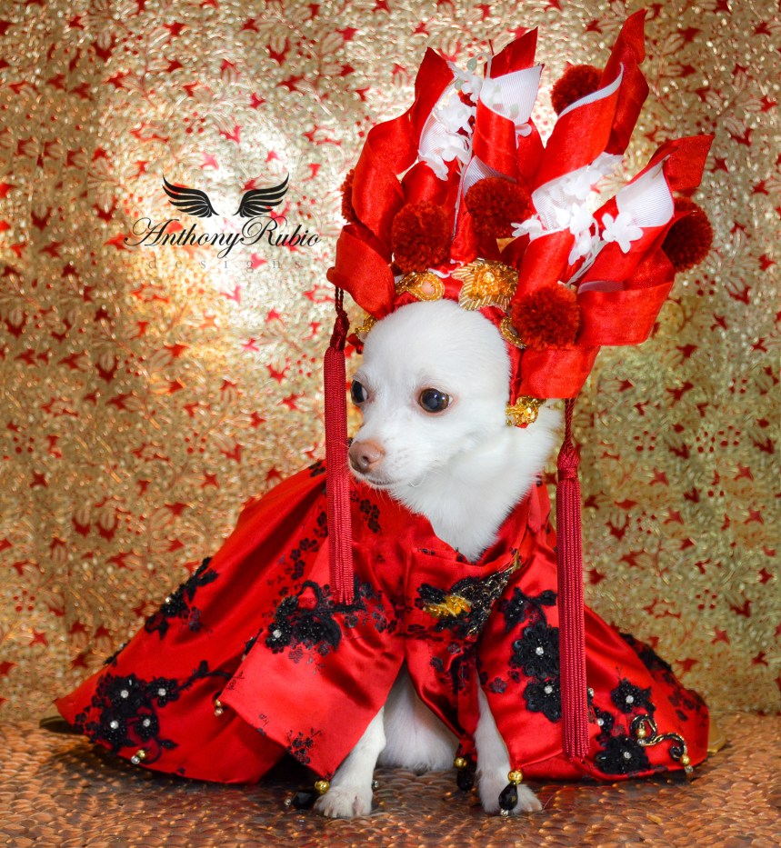 Chihuahua Kimba wearing Canine Couture by Anthony Rubio