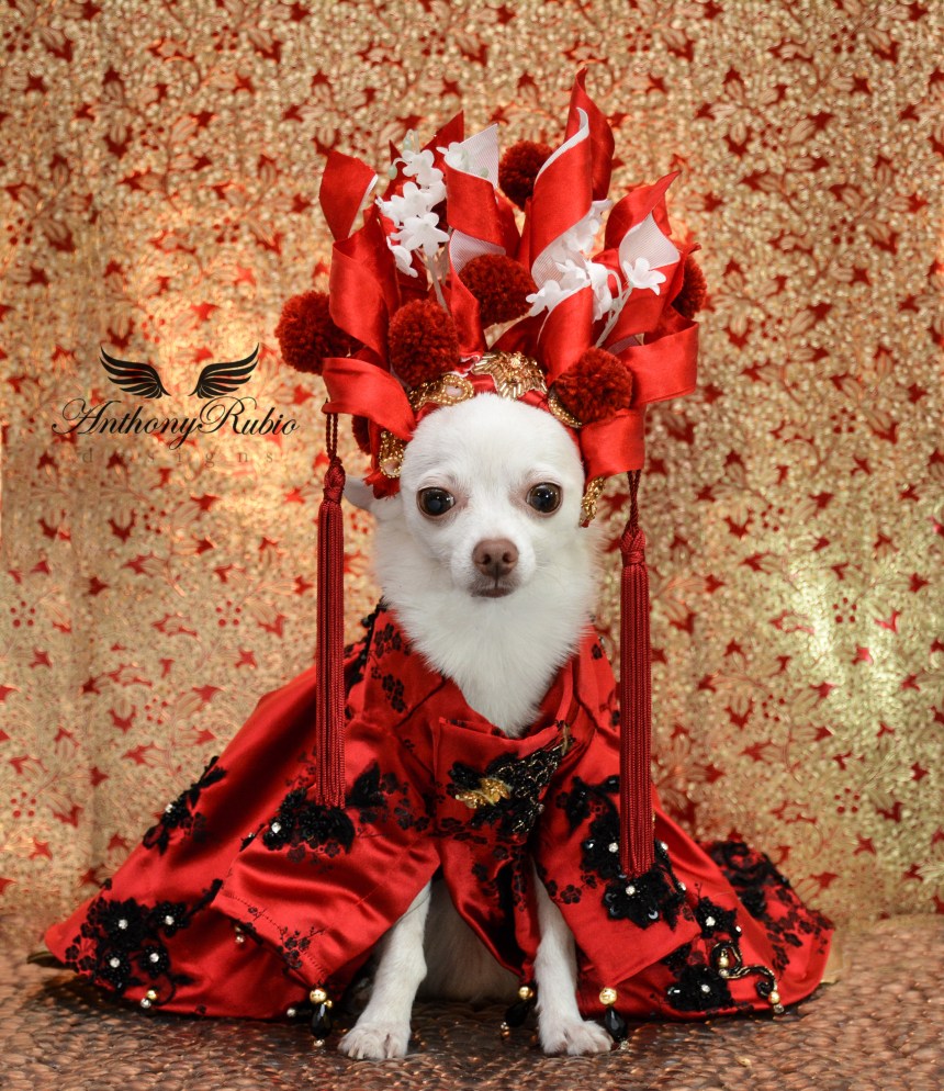 Chihuahua Kimba wearing Canine Couture by Anthony Rubio