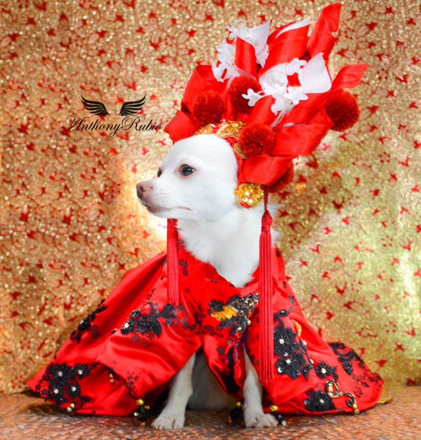 Chihuahua Kimba wearing Canine Couture by Anthony Rubio