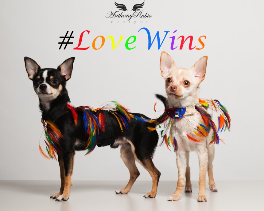 Today #LoveWins in America 