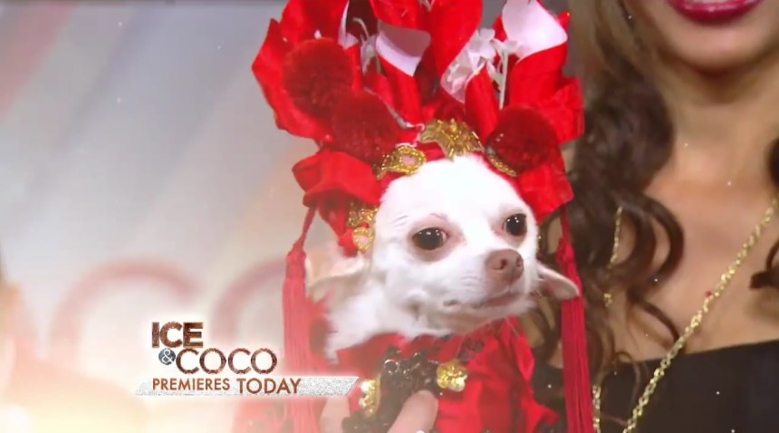 Pet Fashion Designer Anthony Rubio on the premier episode Ice And Coco Daytime Talk Show on August 3rd, 2015