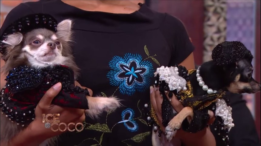 Designer Anthony Rubio with Ice-T and Coco on the set of Ice And Coco talk show on Fox Model Vivan Nowke  with Chihuahuas Clover and Pixel wearing Anthony Rubio Designs