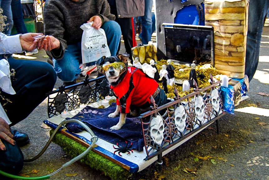 Best In Show Winner of Michael Jackson's Thriller by Anthony Rubio at Tompkins Square Park Halloween Dog Parade