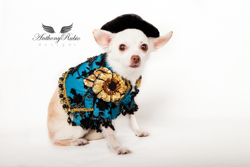 Pet Couturier Anthony Rubio created Matador costumes for dogs. Part of his Trajes De Luces series