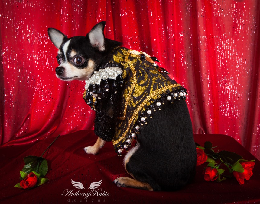 Pet Couturier Anthony Rubio created Matador costumes for dogs. Part of his Trajes De Luces series