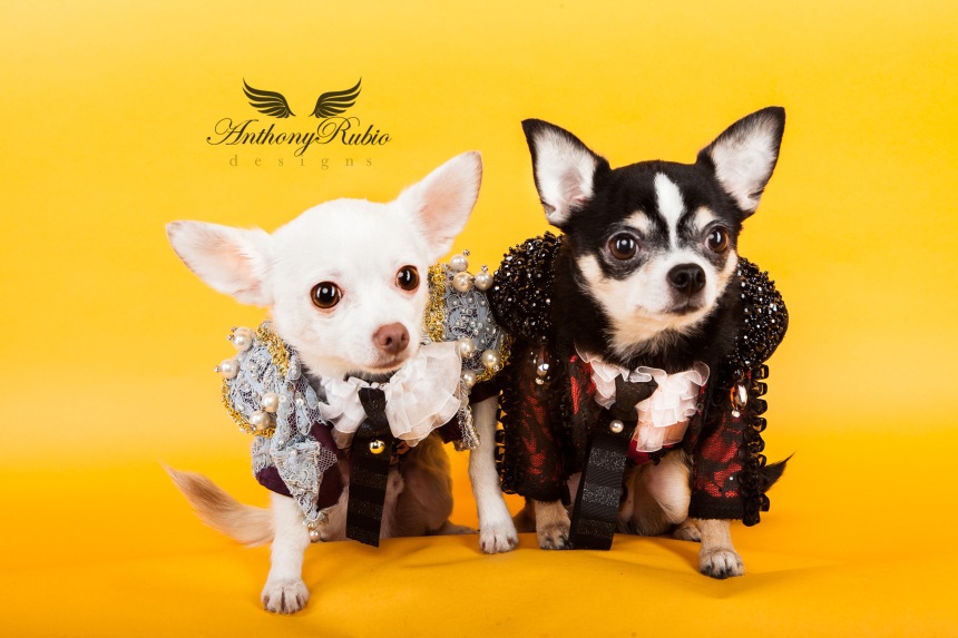 Pet Couturier Anthony Rubio created Matador costumes for dogs. Part of his Trajes De Luces series Chihuahuas Bogie and Kimba are wearing Matador outfits by Anthony Rubio.