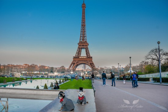 Anthony Rubio along with Chihuahua duo Bogie and Kimba to Paris, France.