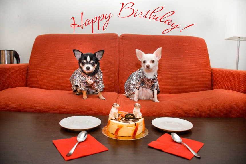 Anthony Rubio, Bogie and Kimba, Happy Birthday, Chihuahua,