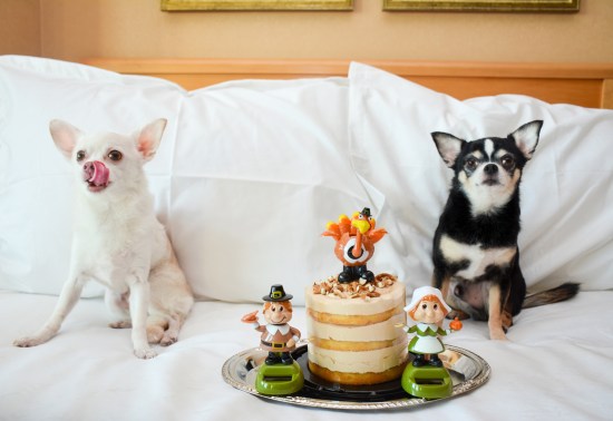Chihuahuas Bogie and Kimba celebrate Thanksgiving