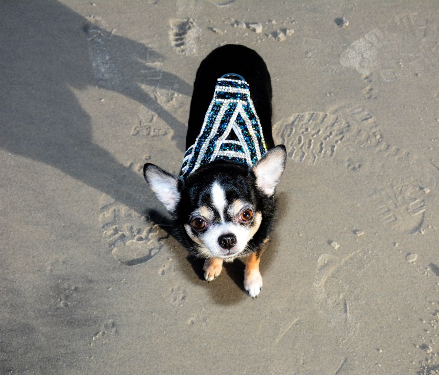 Anthony Rubio with Chihuahuas Bogie and Kimba visit Atlantic City Beach in December 